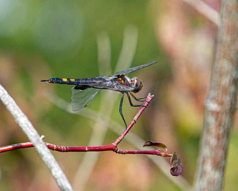 Black Saddlebags: The Aerial Patroller