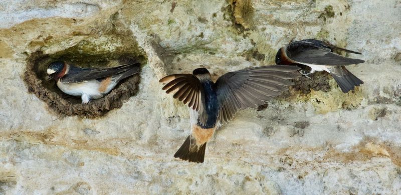 Cliff Swallow