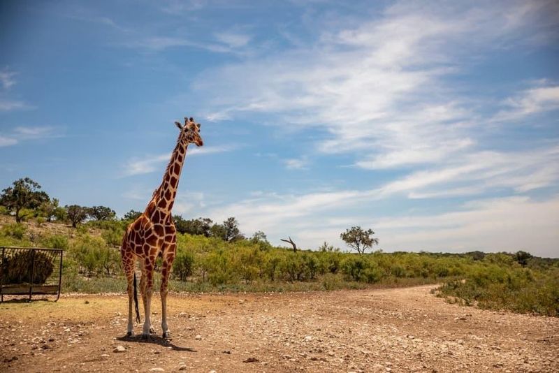 Y.O. Ranch Headquarters – Mountain Home's Exotic Wildlife Paradise