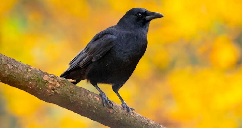 American Crow – The Feathered Genius