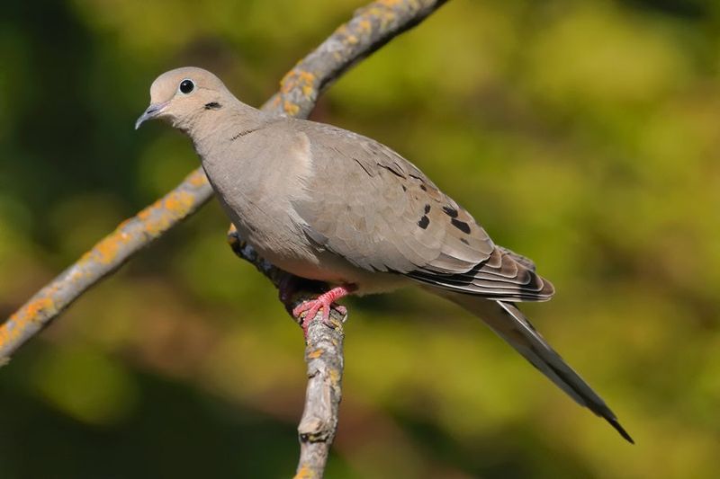 Mourning Dove: The Gentle Ground Feeder