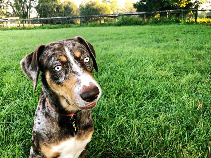 Catahoula Leopard Dog: The Spotted Maverick