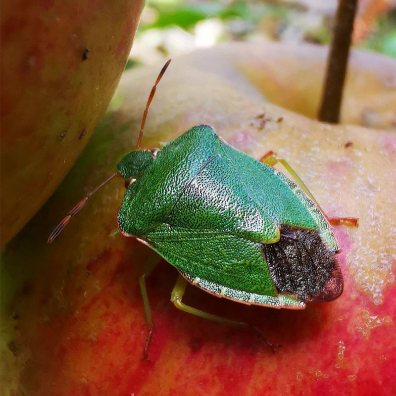 Green Burgundy Stink Bug