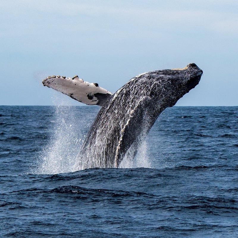 Humpback Whale: Acrobatic Performer