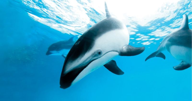 Pacific White-Sided Dolphin: The Aerial Performer