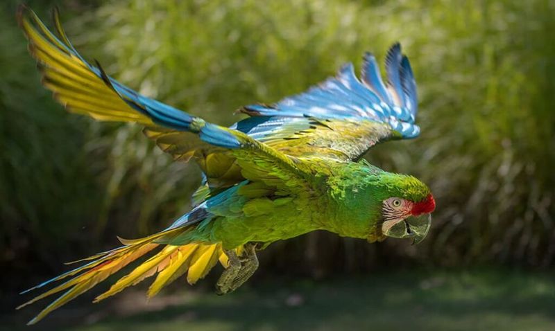 Military Macaw (Ara militaris)