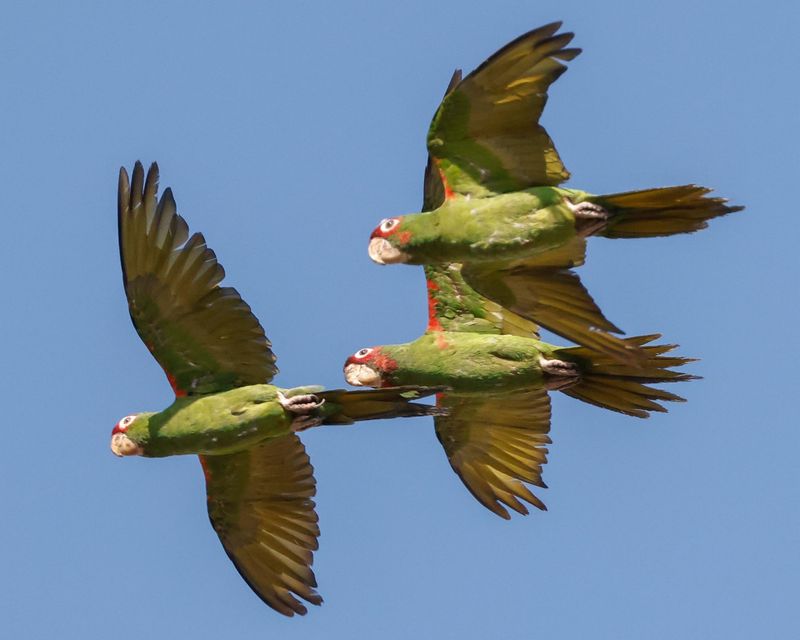 Mitred Parakeet (Psittacara mitratus)