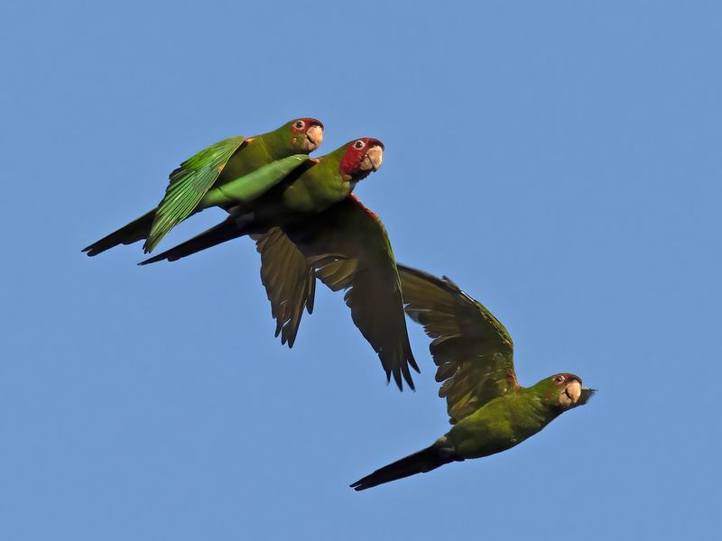 Red-masked Parakeet (Psittacara erythrogenys)