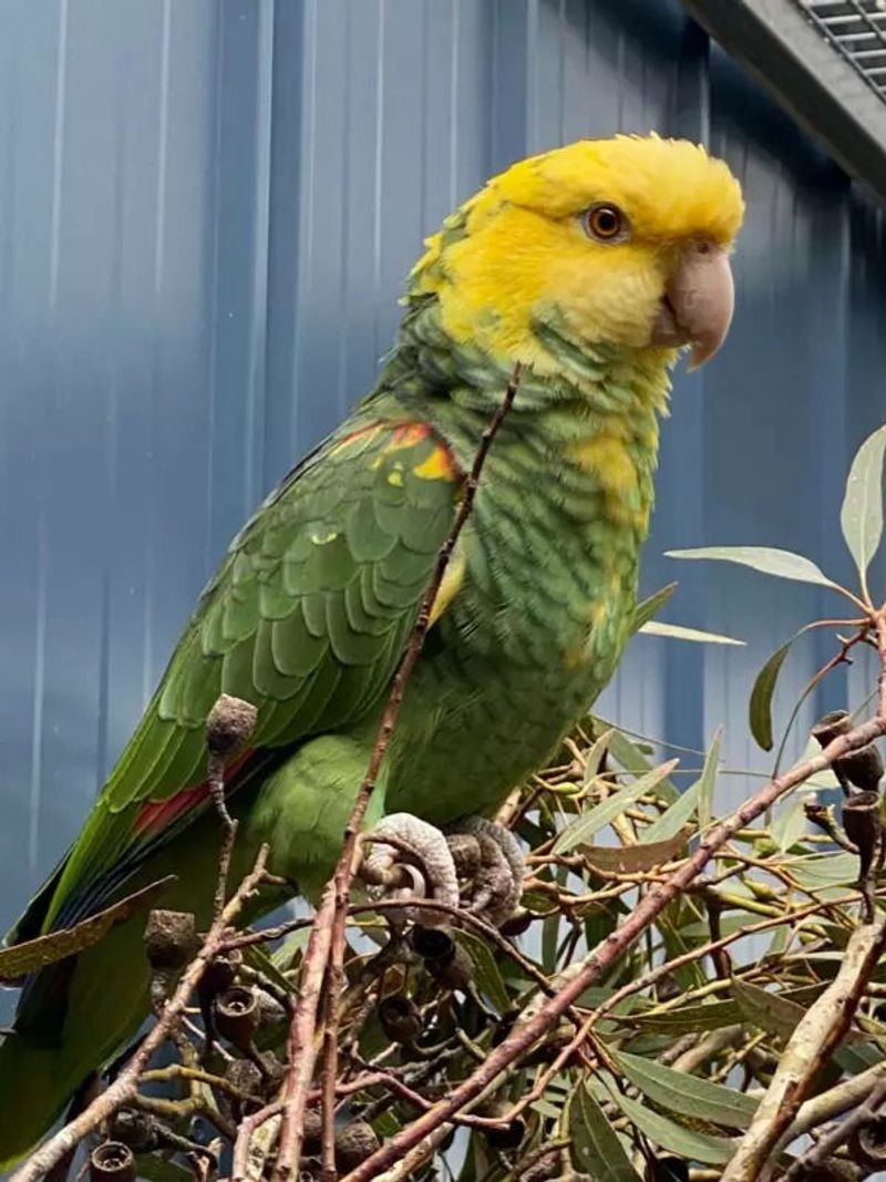 Double Yellow-headed Amazon