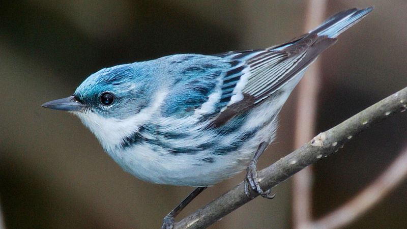 Cerulean Warbler
