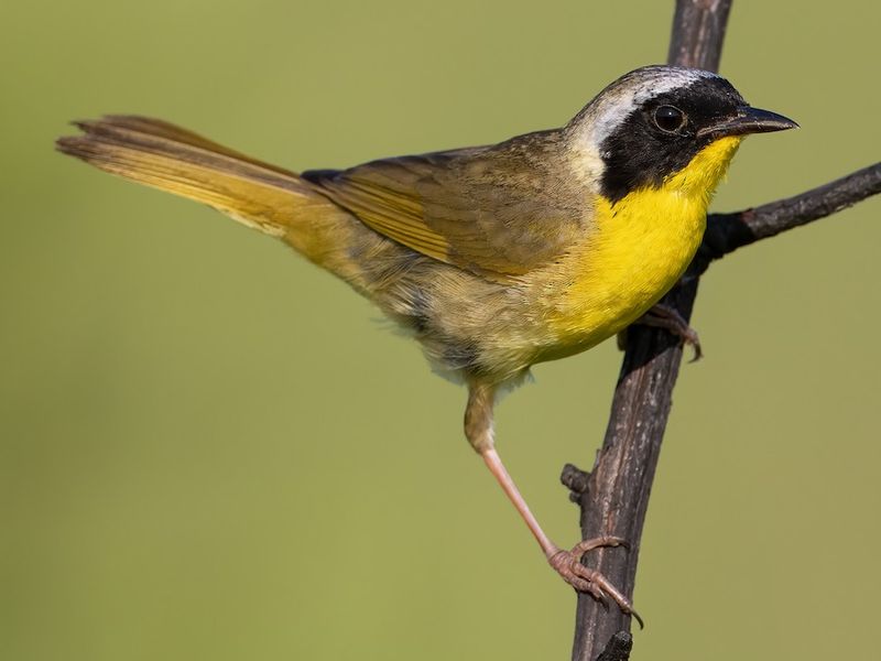 Common Yellowthroat