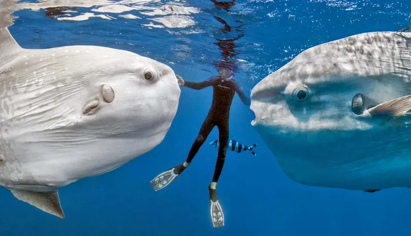 Ocean Sunfish: The Floating Pancake
