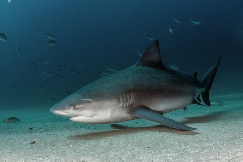 Bull Shark