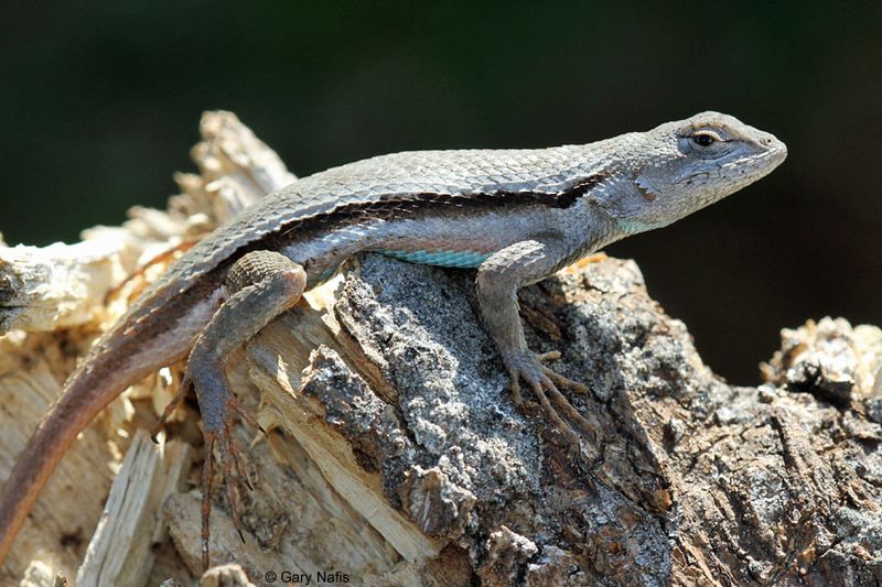 Florida Scrub Lizard: The Camouflage Master Fighting for Space
