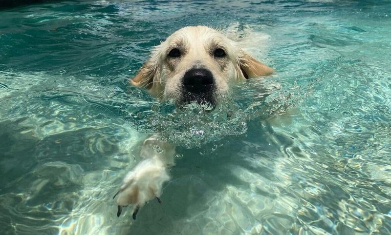 Gulf Water Splasher