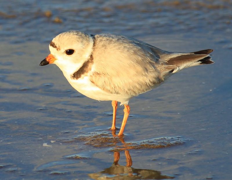 Piping Plover - Beachfront Peepers
