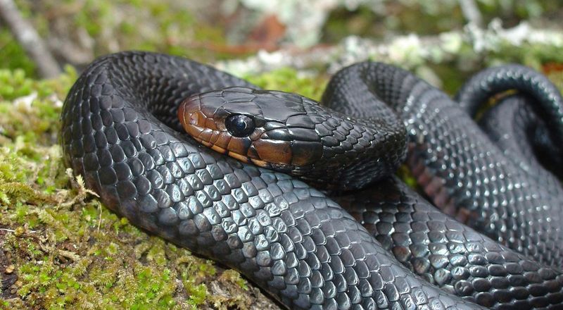 Eastern Indigo Snake: The Gentle Giant