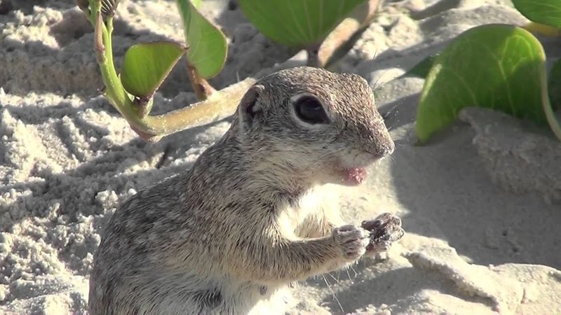 Spotted Ground Squirrel: The Sandy Acrobat