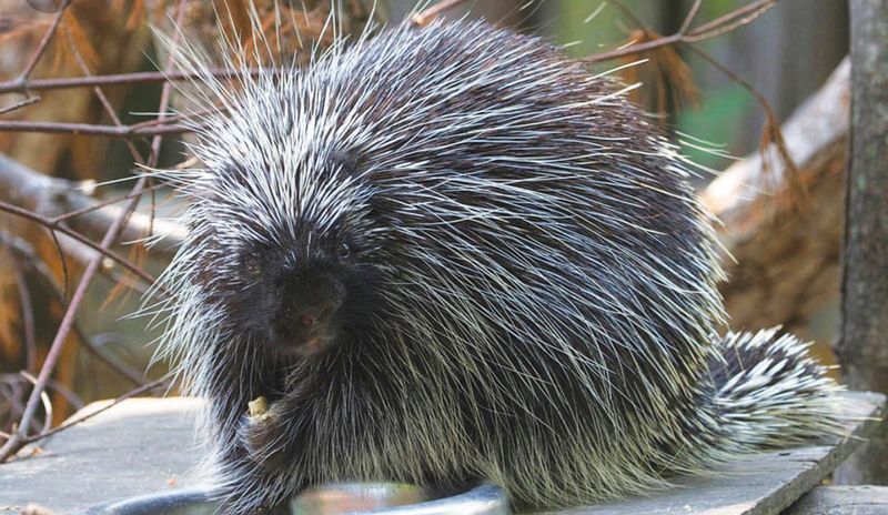 Porcupine: The Prickly Vegetarian