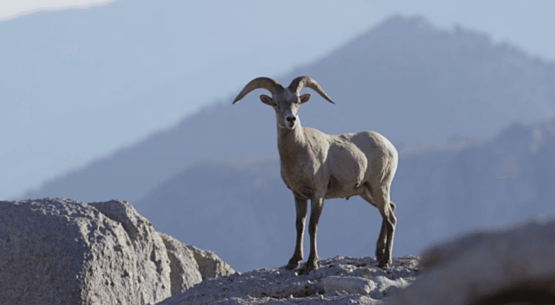 Sierra Nevada Bighorn Sheep