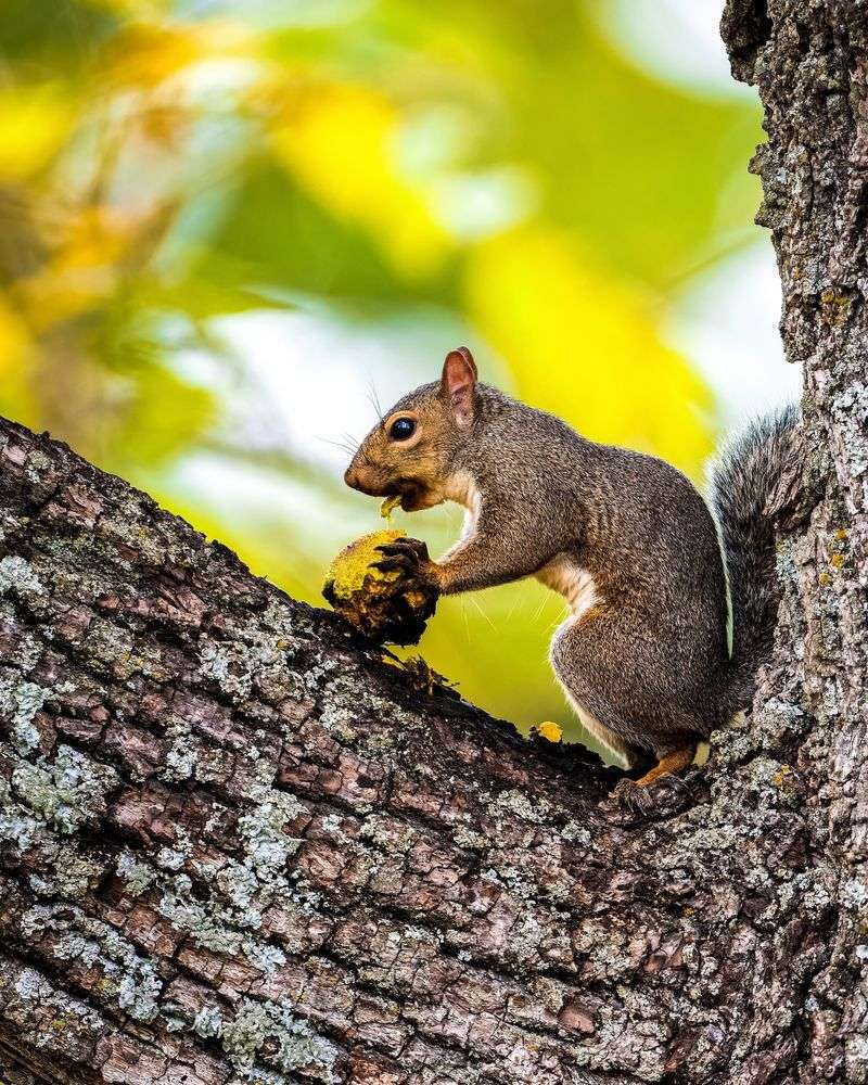 Eastern Gray Squirrel
