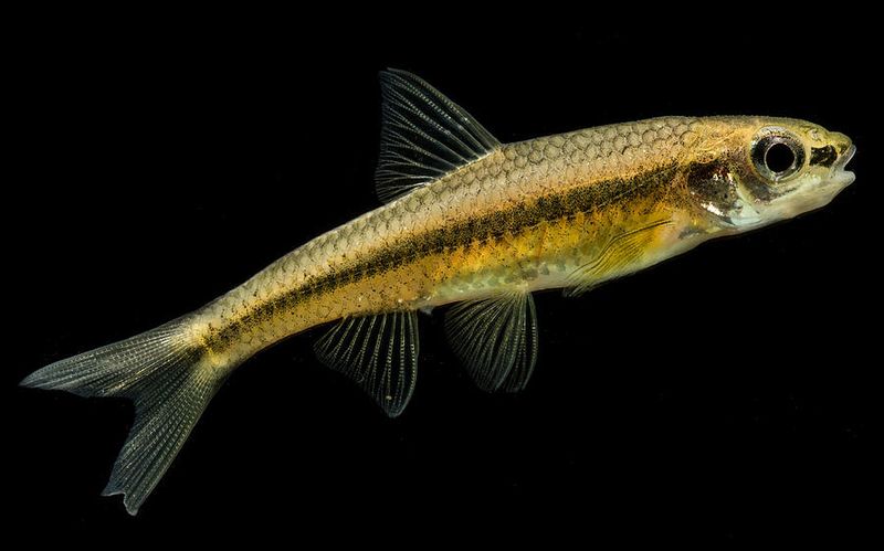 Cape Fear Shiner: The Stream's Golden Secret