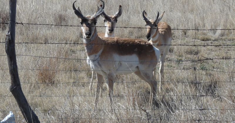 Sharing The Range: Living Alongside Livestock