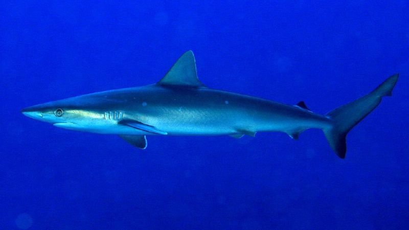 Atlantic Sharpnose Shark: The Abundant Hunter