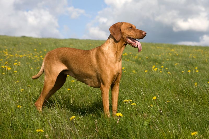 Vizsla