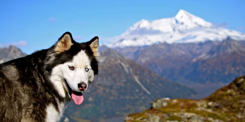 Alaskan Malamute