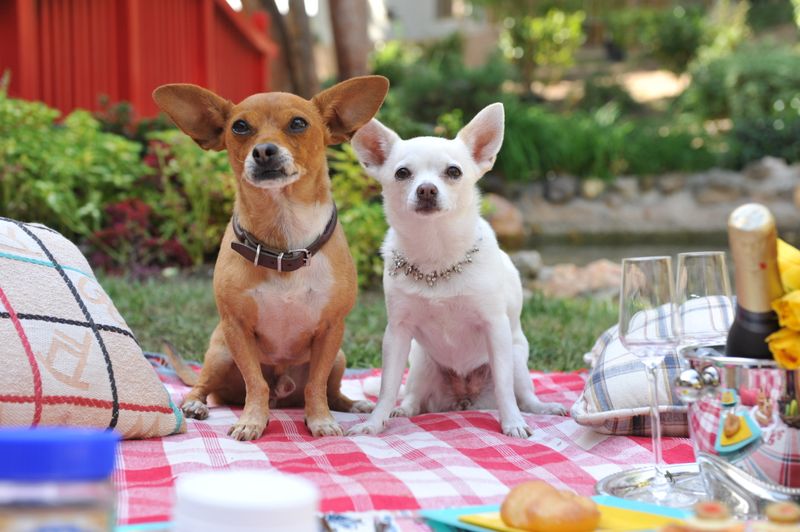 Chihuahua: Tiny Dog with Hollywood Dreams