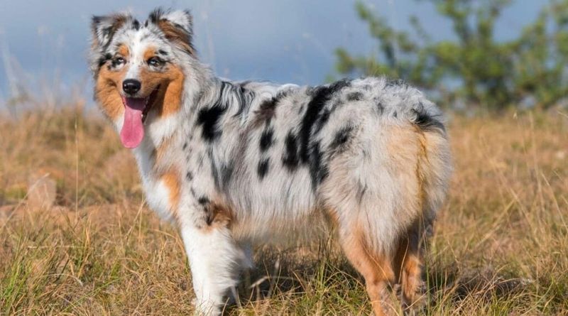 Australian Shepherd: The Cowboy's Right Hand