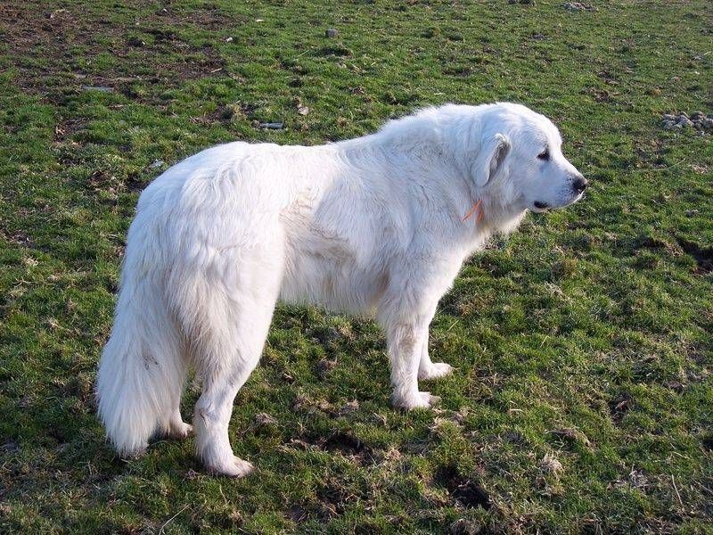 Great Pyrenees: Fluffy Guardian of the Flock