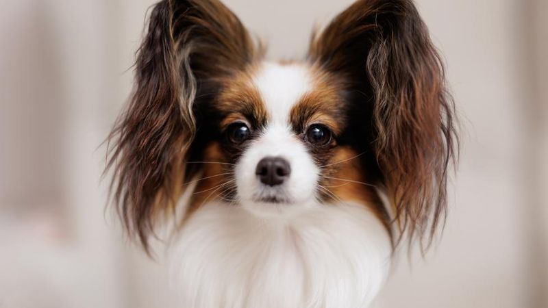Papillon: Butterfly Ears, Elephant Memory