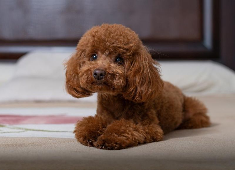 Miniature Poodle: Brainy Buddies with Brilliant Health Records