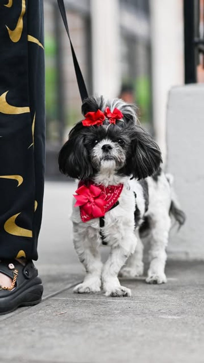 Shih Tzu: The Glamorous Big Apple Lap Dog