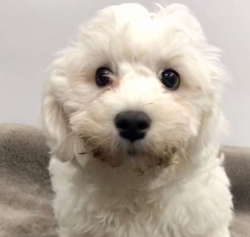 Bichon Frise: The Fluffy Cloud Companion