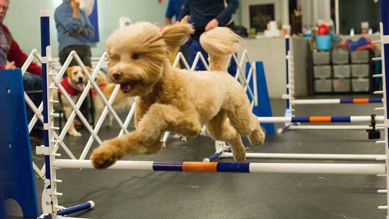 Dog Training And Daycare Options