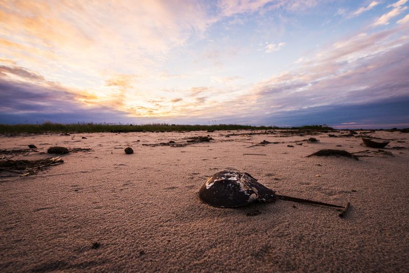 Slaughter Beach: Horseshoe Crab Haven