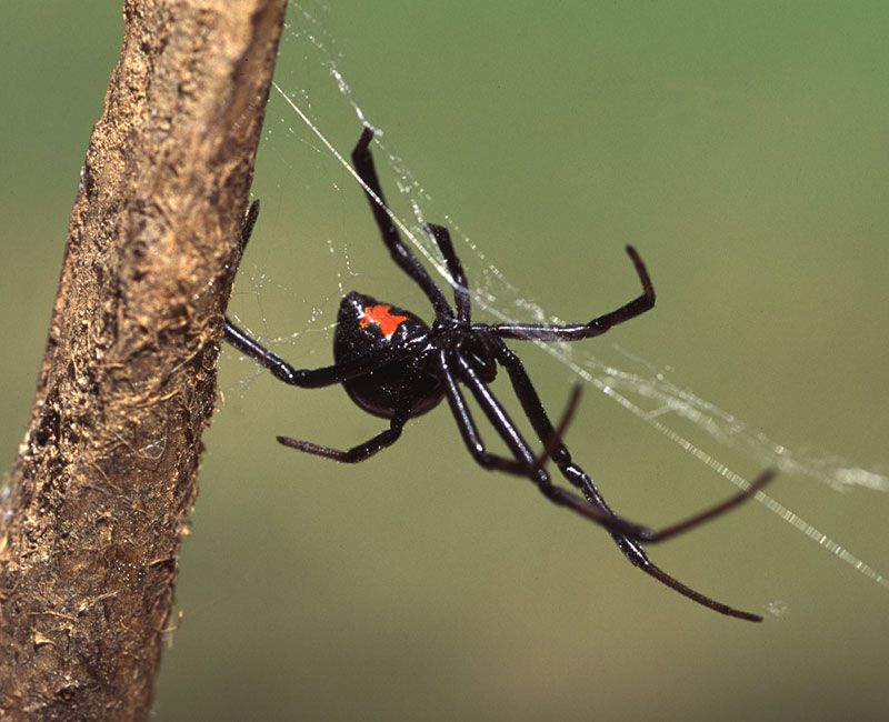 Black Widow Spider: The Red-Marked Menace