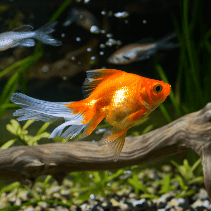 Goldfish: Underwater Wonders