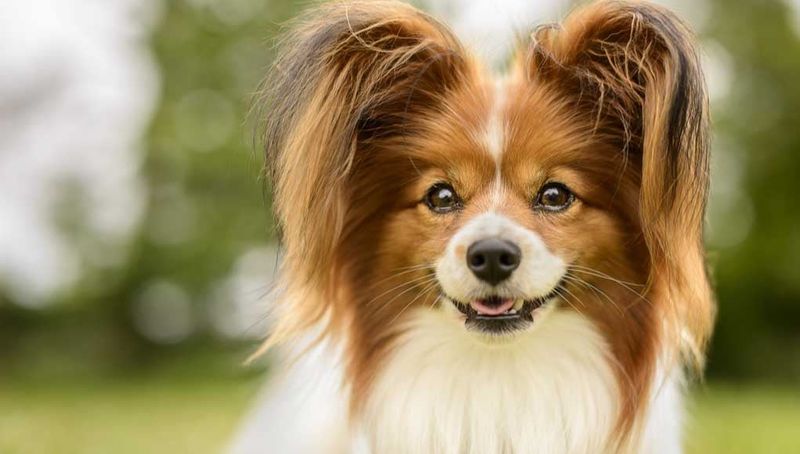 Papillon: Butterfly Ears, Lion Heart