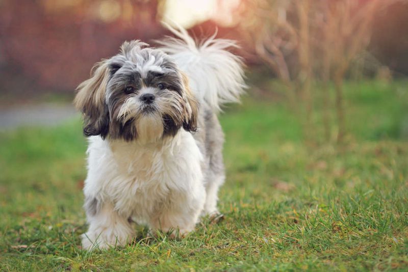 Shih Tzu: The Royal Lapdog