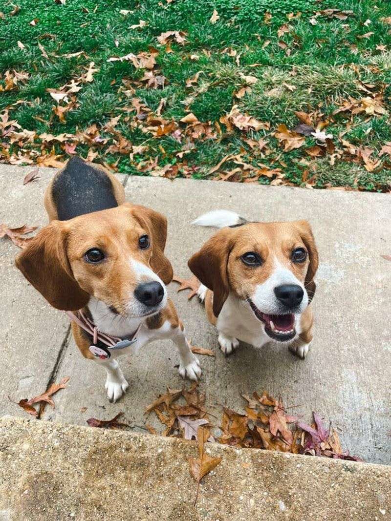 Beagle