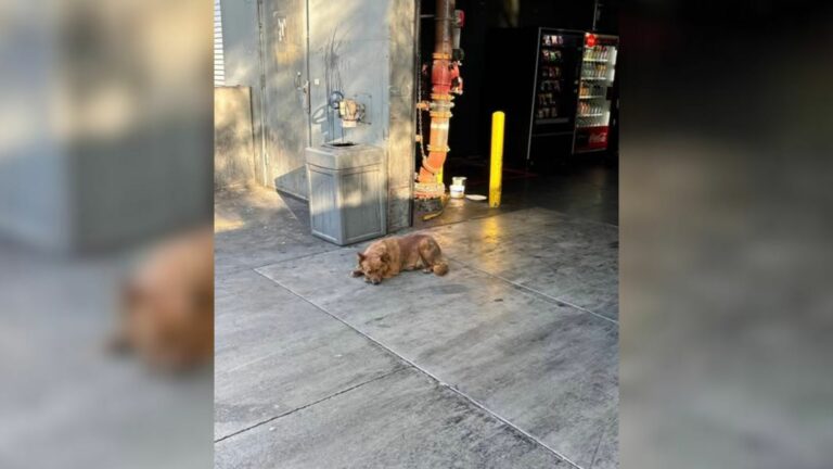 brave puppy