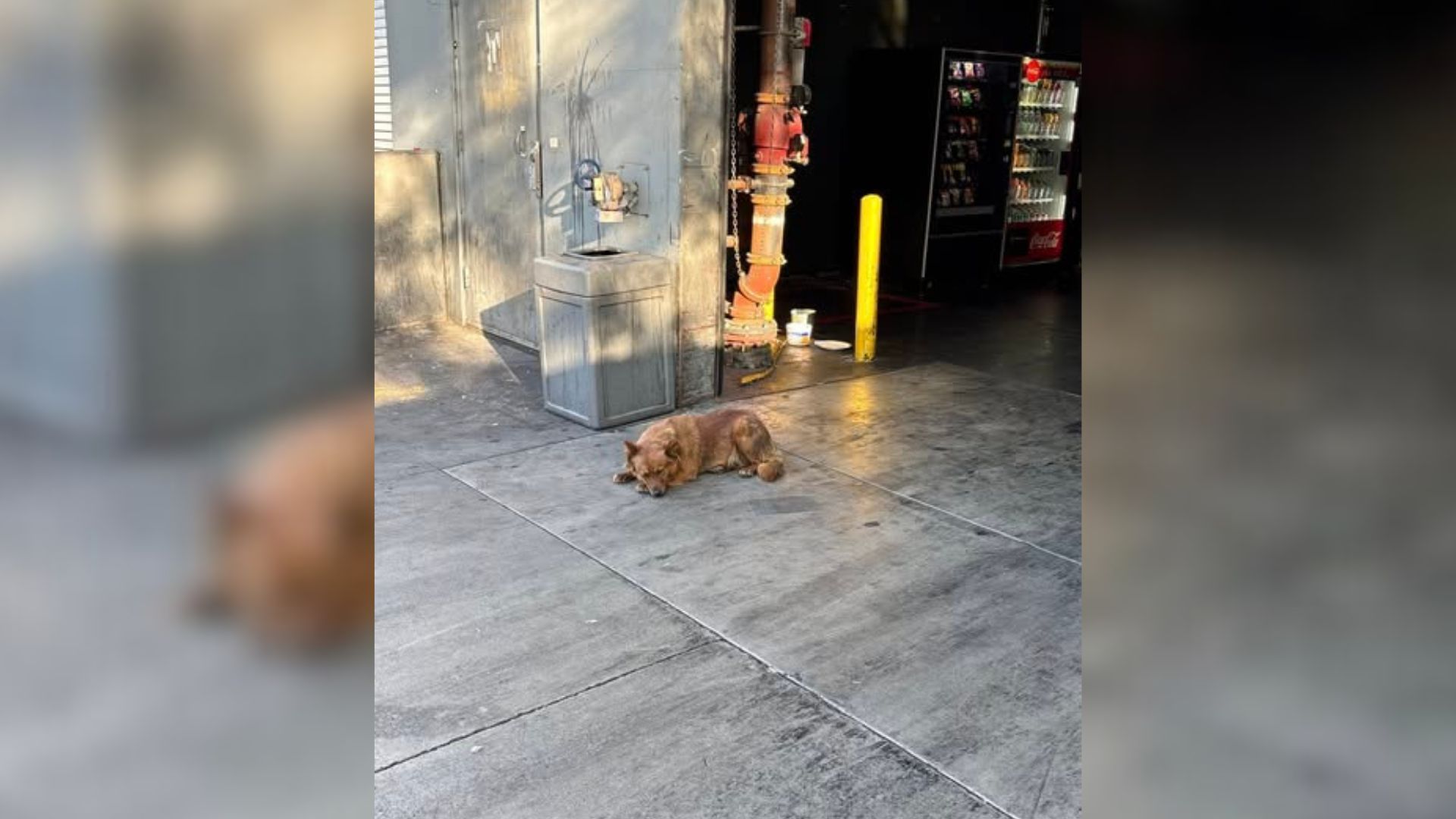 Brave Pup Lived In California Truck Yard For A Year, Dreaming Of Having A Loving Family And A Home