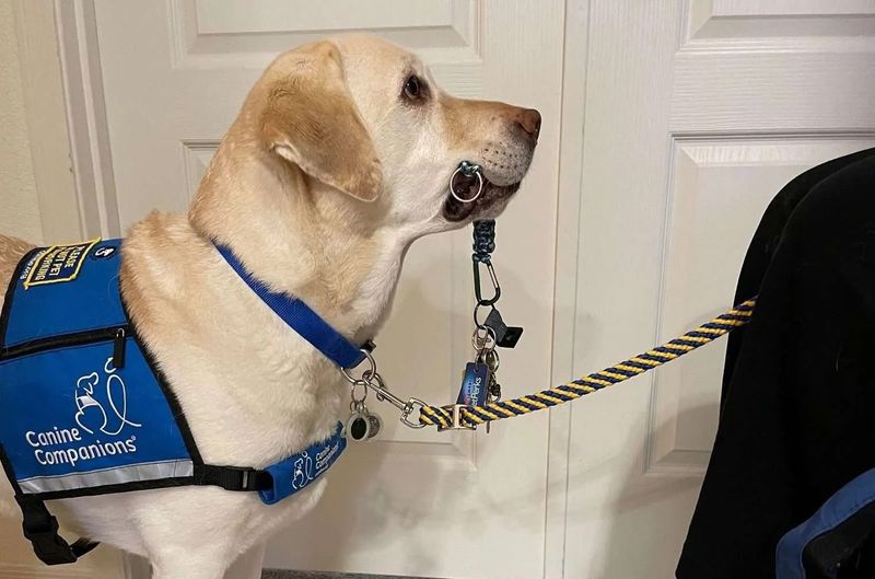 Service Dogs Get Special Treatment