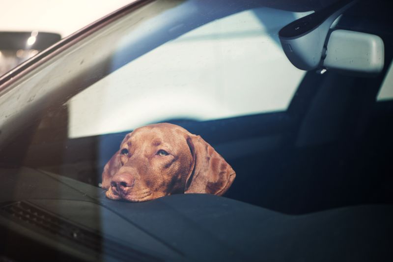 Hot Car Consequences: The Life-Saving Law