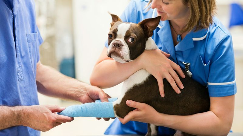 High Veterinary Costs