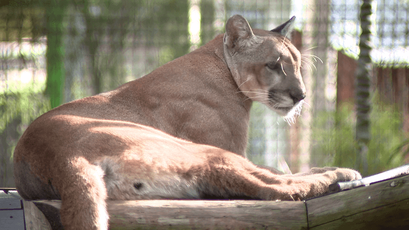 Ranchers: Unexpected Panther Allies